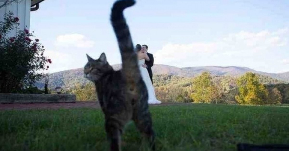 ValVisualUa's tweet image. Фотобомбы года adme.ru/tvorchestvo-fo…