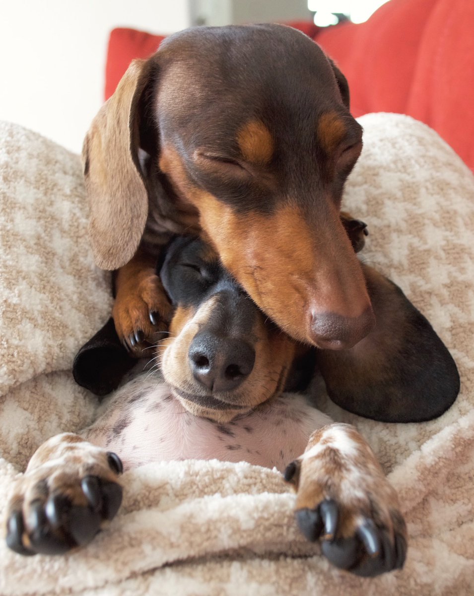 harlowandsage's tweet photo. I wuv you. https://t.co/zEwCGFzbUh