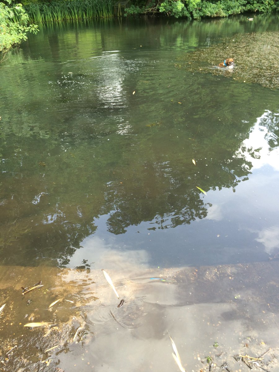 HerbertBoxerDog's tweet photo. Reckon I could compete in #RioOlympics2016 at doggie paddle #Rio2016 https://t.co/PrCeL4eTrP