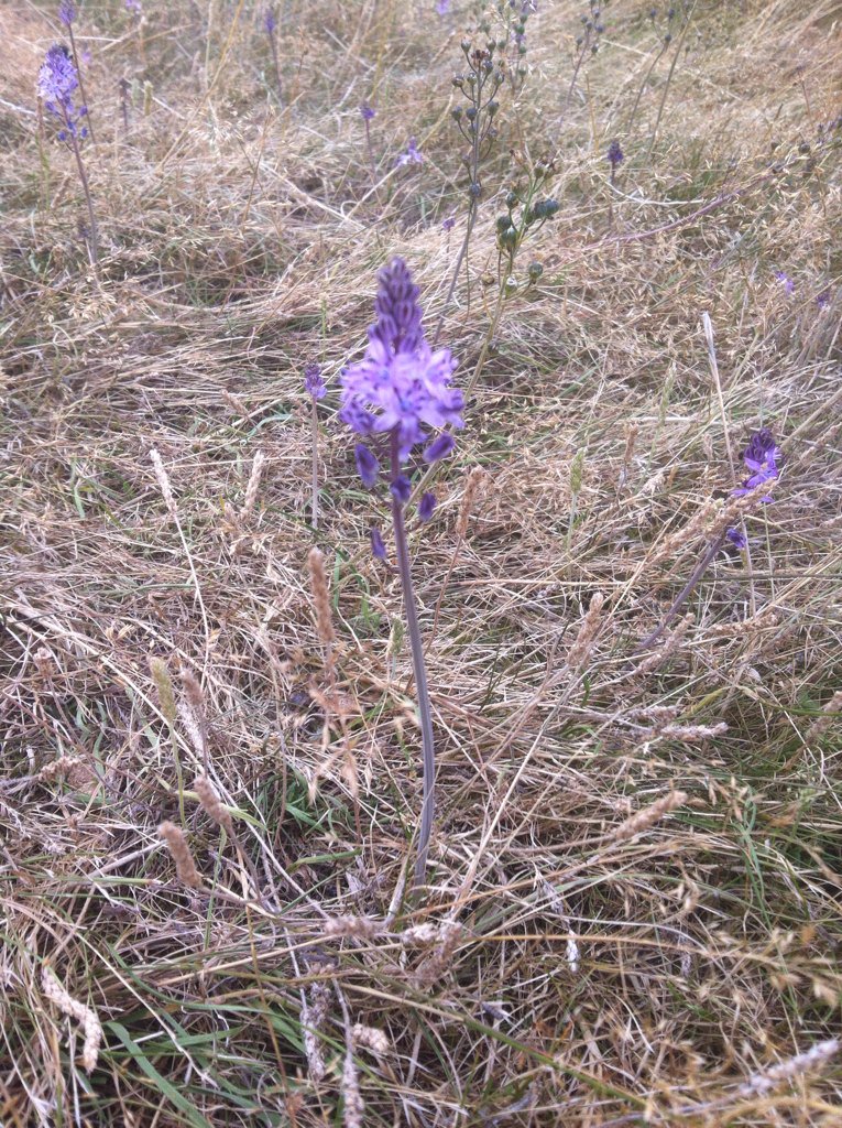 IanANichols's tweet photo. @Ecology1BIGGA to be honest I have no idea but I was wondering if you know what these are ? https://t.co/0YpwIPZjlh