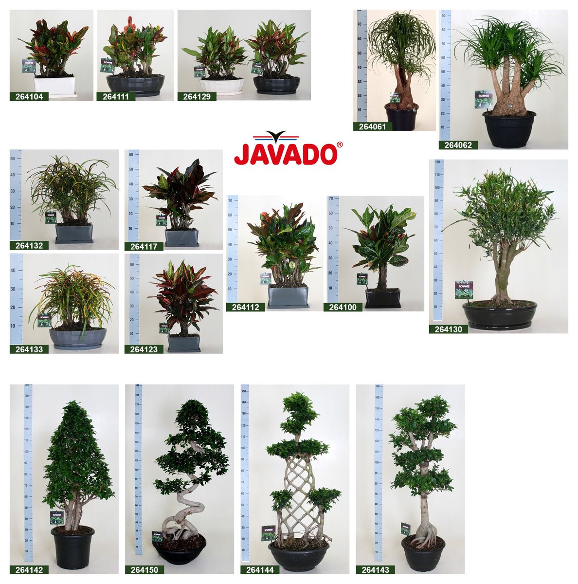 NIEUW:  Serie exclusieve groene planten. Nu in de webshop te bestellen! #new #plant #Westland