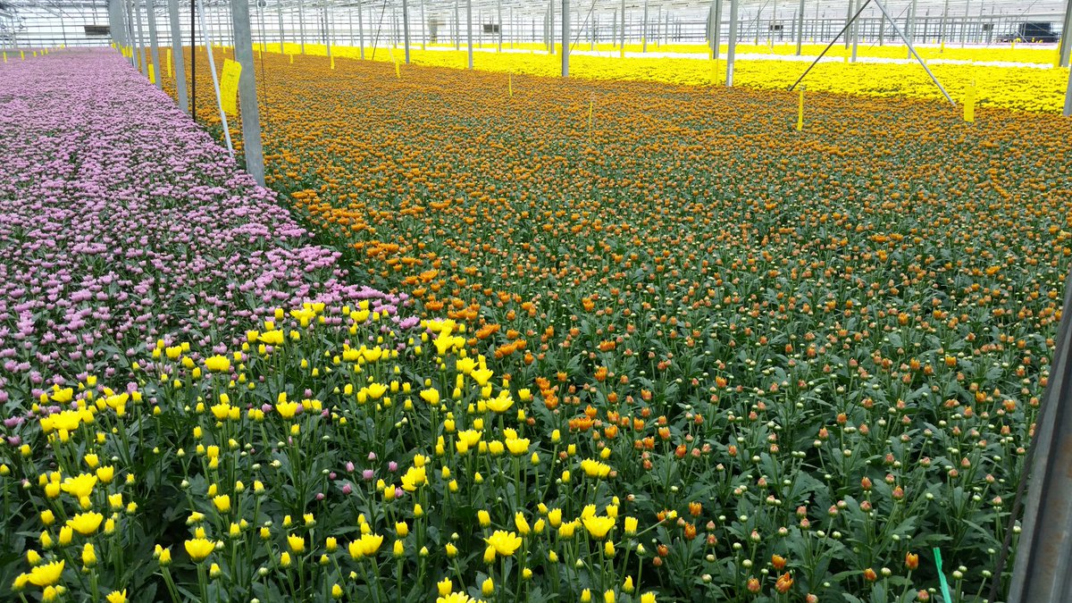 Roladin's tweet photo. Autumn is coming, first orange chryssies are flowering https://t.co/qrLFqqhLB3