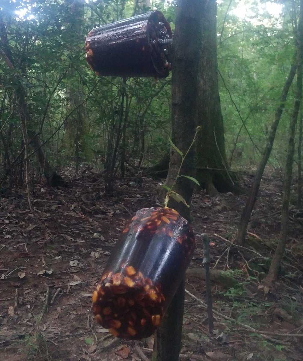 John Clement tweet media