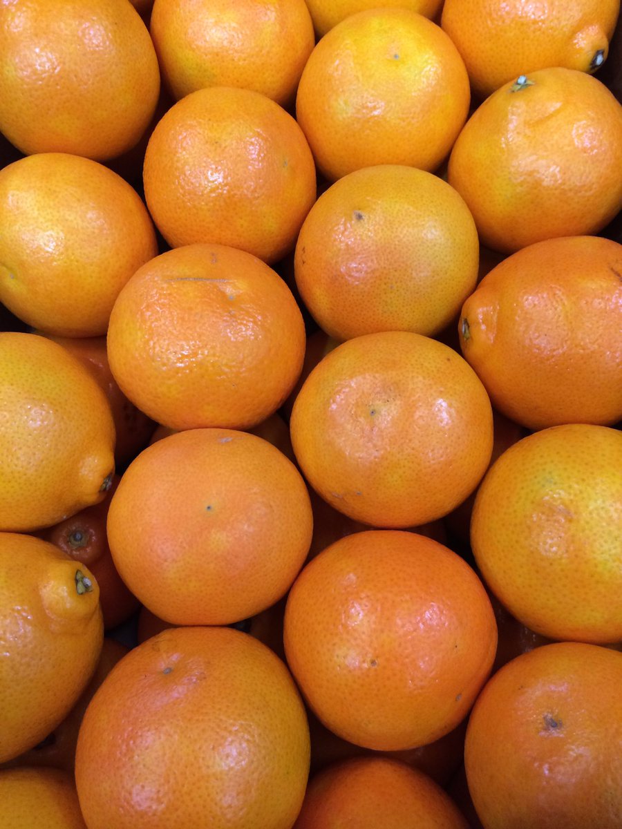 Totalcornwall's tweet photo. New Season Minneolas from Peru via our friends @totalbristol
#easypeelers #minneolas https://t.co/pmApvHZXXG