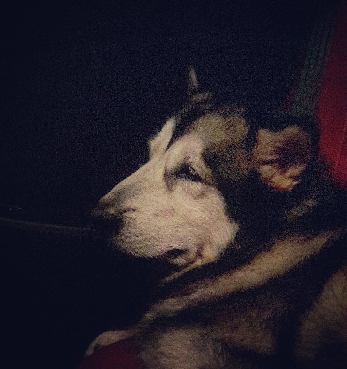 lestrezapanta's tweet photo. Inip na inip na yata si a'Quiya dahil sa sobrang traffic! 😂😂😂 #Busangot #Dogs #alaskanmalamute https://t.co/t95nSadZGL