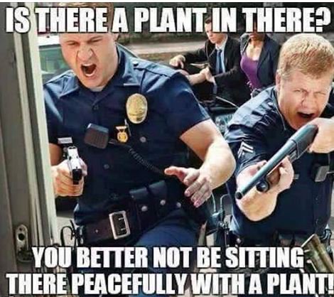 Hashmob_Media's tweet photo. #IStandWithErinGoodwin #ProjectClaudia #ProjectFraudia #cannabis #marijuana #weed #pot
Is There A Plant in THERE? https://t.co/xJSLB4uEjo