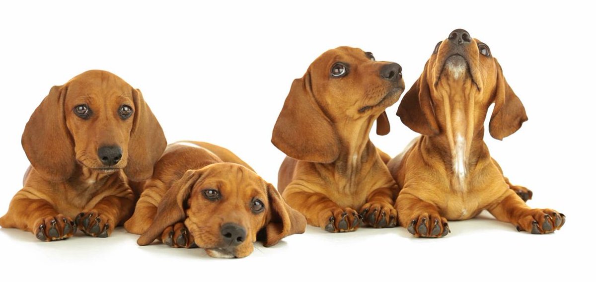 DogStar Life tweet media