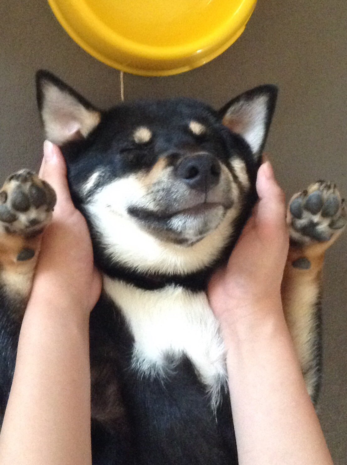 黒柴のトラ L9tsf Twitter