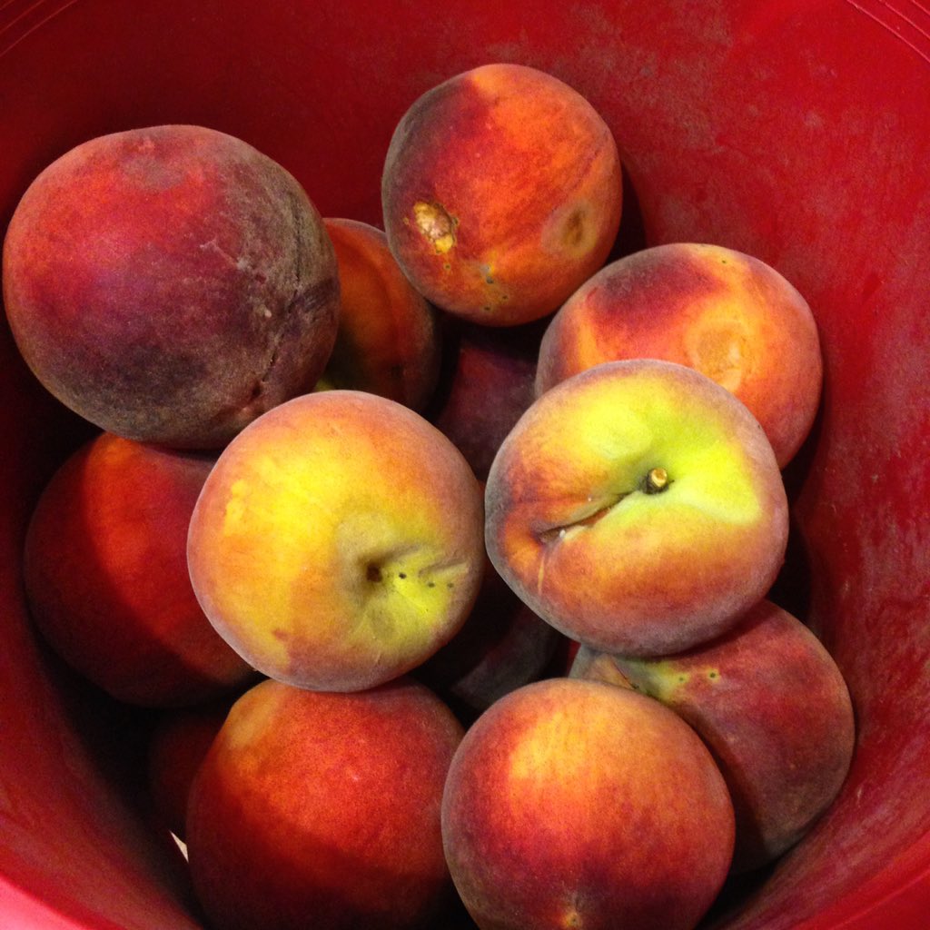 erin_slocum's tweet photo. Fresh peaches are the best! #freshpeaches #homegrown #offthetree https://t.co/KKNO41Tvub