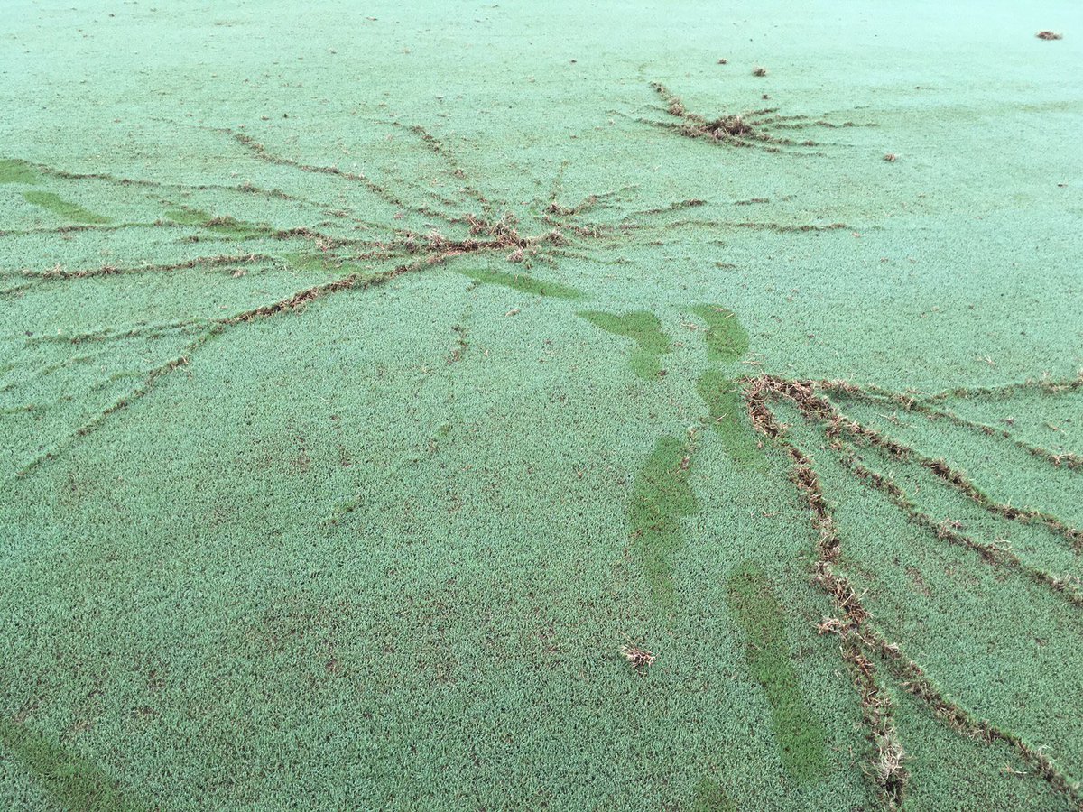 MirasolGCM's tweet photo. They say "Lightning never strikes the same spot", how about three strikes in a 10' radius, close enough? https://t.co/KRx0aq1qe2