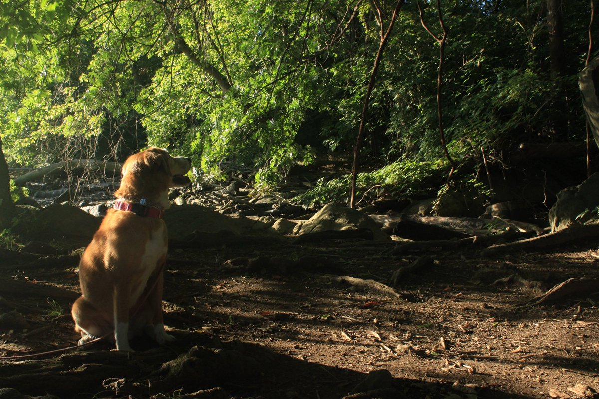 Paintbrush_Tail's tweet photo. #isthatabird on Roosevelt Island? @NPSGWMP @dogandpuplovers @cutest_animals @dogcelebration https://t.co/wAl8z5RY0y