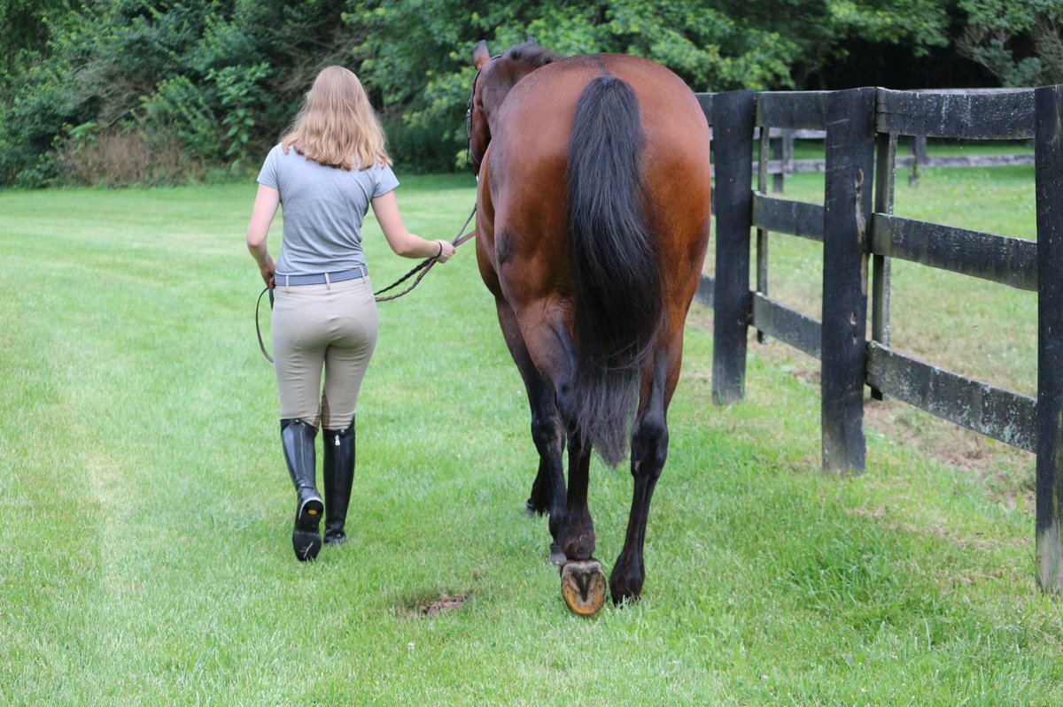chaotichorsegrl's tweet photo. #SmartPakPhotoFeature because my best friend takes some pretty bomb pictures https://t.co/9rEJZvTs2u