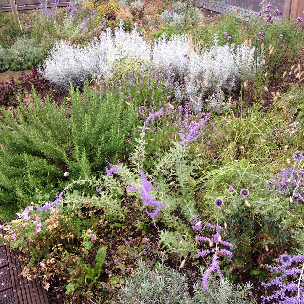 Toscane in Rotterdam, daktuin op de Karel Doorman doet het goed!