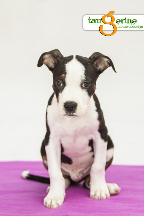 SaveABullMN's tweet photo. The littlest boy with the biggest puppy dog eyes #AdoptOliver https://t.co/PlOXmwk5yQ https://t.co/Mol7KsSToq
