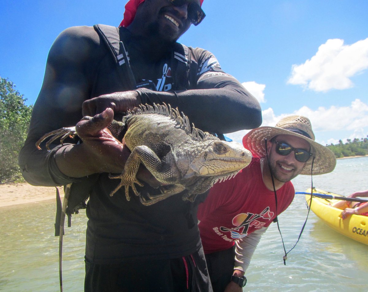 KayakingPR's tweet photo. Iguanas Everywhere, starting with Andrés #besttoursperiod Tweet your best iguana picture #puertorico https://t.co/ww5mLMiySN