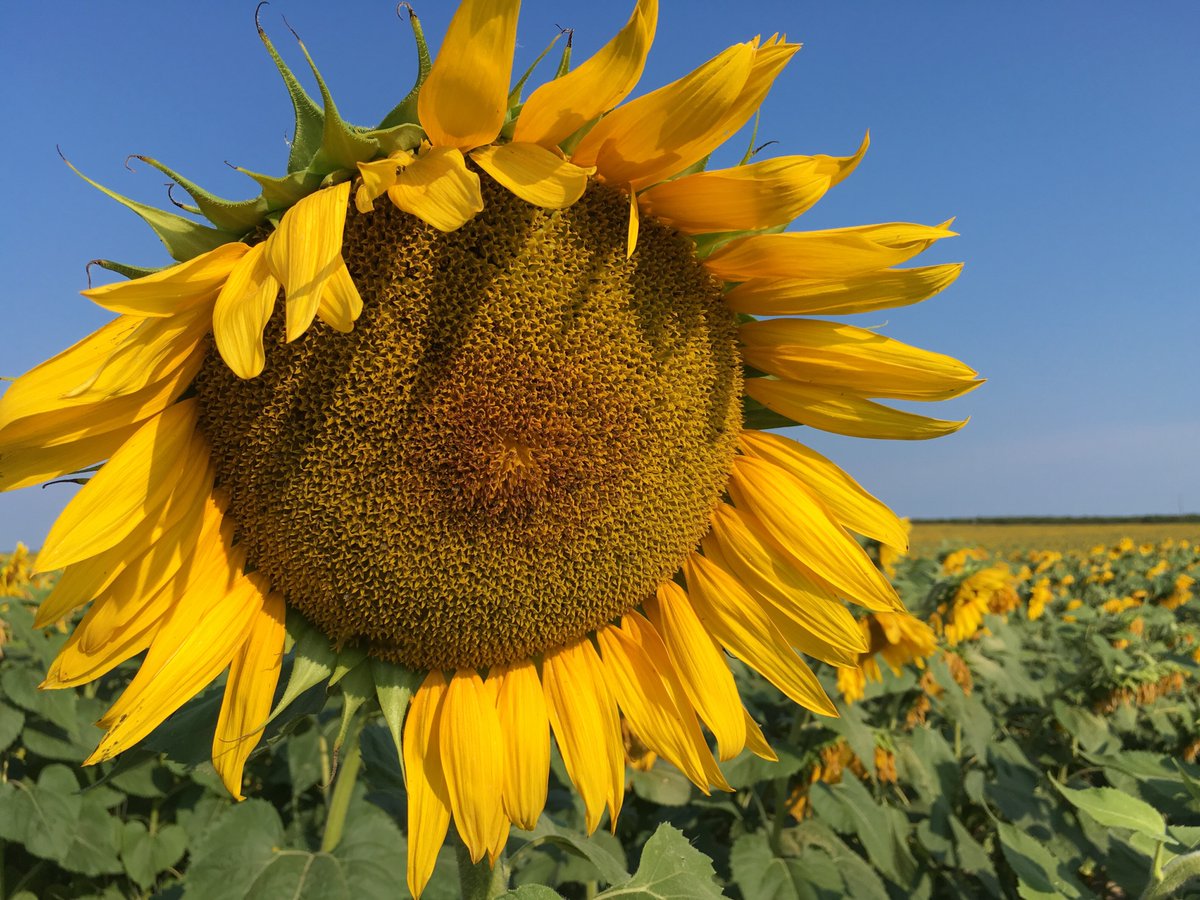 MittenStatePro's tweet photo. Sunflowers! #lmbtours #shorelinewest https://t.co/EoX9uEshAS