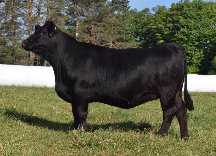 TruemanBeth's tweet photo. Thunderbrook Catnip 4C, a New Attraction 6110 daughter. I think I'll part with her this Fall. #Thunderbrook #angus https://t.co/ZoTQ4O2Kud