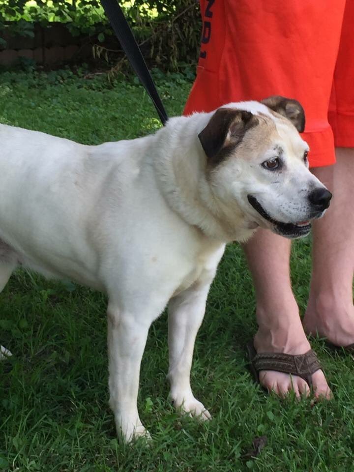 DORIS!! This sweet, laid back girl is available for adoption. petsaliveniagara.ca/adopt Please retweet. #dog #Adoptme