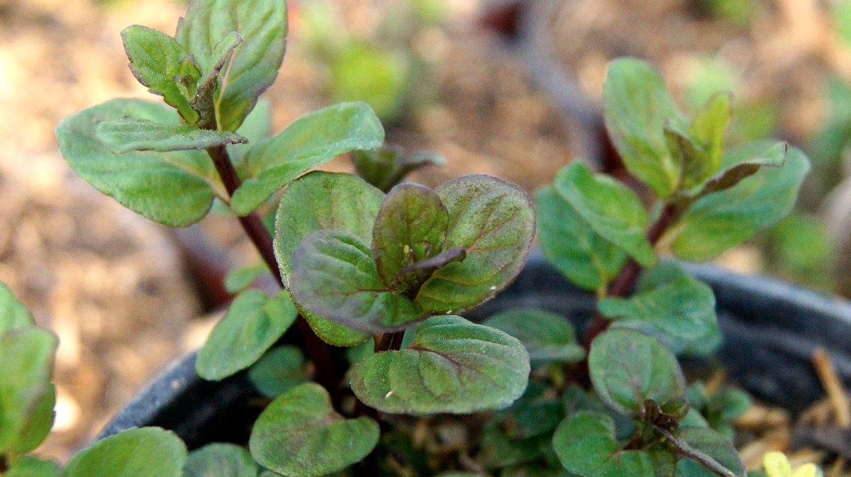 #Tipp: Bei #Neurodermitis hilft täglicher Einlauf mit körperwarmen #Quellwasser und 1TL flüssiges #Bio #Chlorophyll.