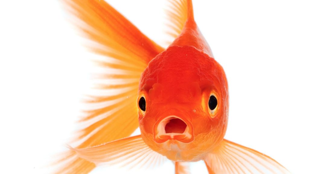 How long can pay attention? micktimpson.com/2016/08/11/how…