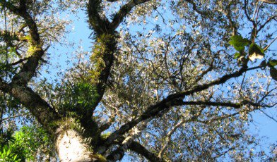 globaltrees's tweet photo. The Brazilian native Imbuia would not win in an Olympic sprint #Treelympics #Rio2016 https://t.co/clszlq1hsl https://t.co/AGESco9XkV
