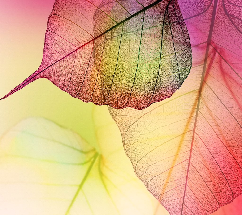 RahilaAli2's tweet photo. 🍁🌾🍁 Belive Or Not... But ... Beauty Is Everywhere 🍁🌾🍁 https://t.co/X8TWiCK2eU
