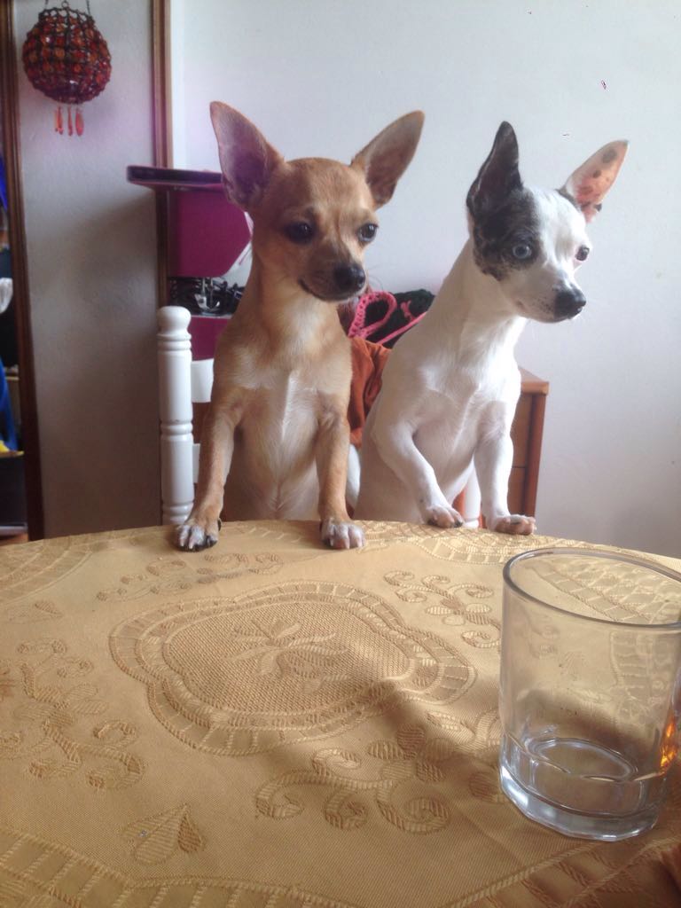 Leo &amp; Morli 😍😍🐕🐕