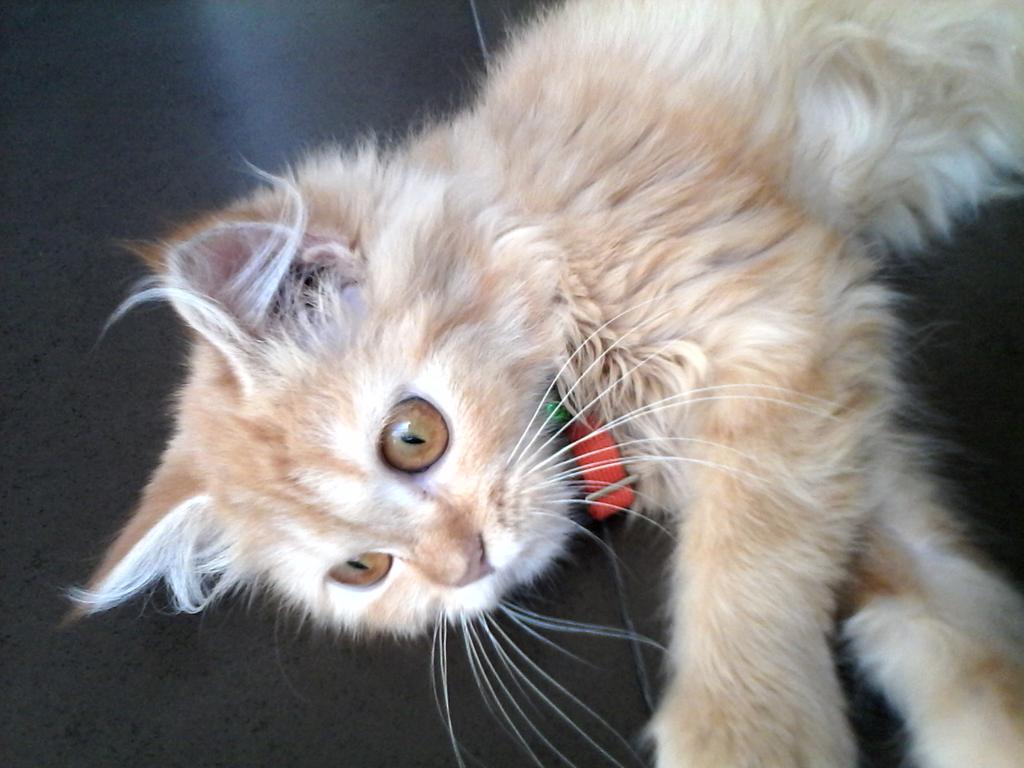 shafa1202's tweet photo. #Amanda #cats #cat #photography bay #Sifa https://t.co/OscQgnUvMU