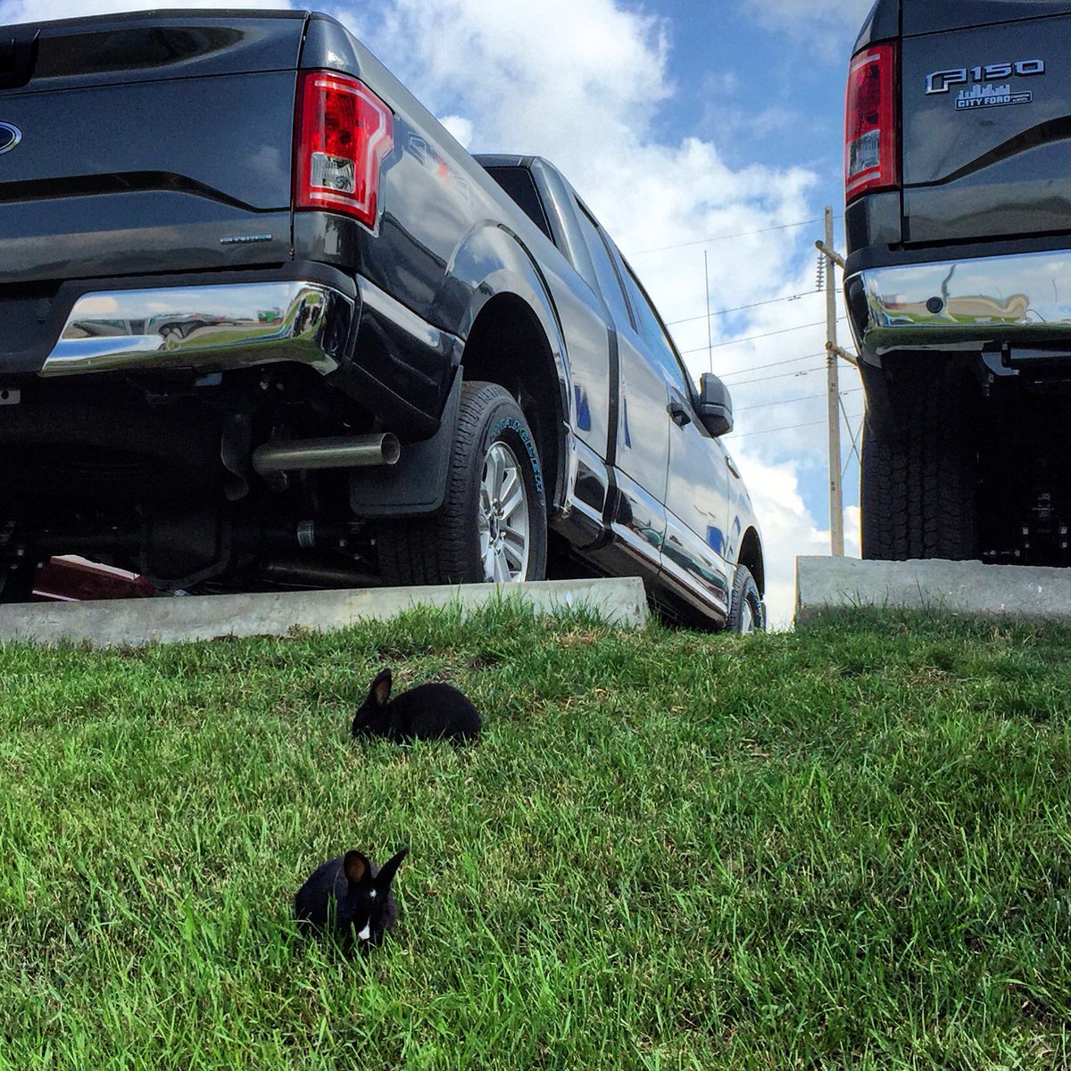Adrienne Lamb (@adriennelambcbc) on Twitter photo Fluffy bunnies next to the F-150 VIDEO of 200 lot hoppers by <a href="/CBCJRobertson/">Jane Robertson</a> cbc.ca/news/canada/ed… … #yeg #bunnies Fluffy bunnies next to the F-150 VIDEO of 200 lot hoppers by <a href="/CBCJRobertson/">Jane Robertson</a> cbc.ca/news/canada/ed… … #yeg #bunnies