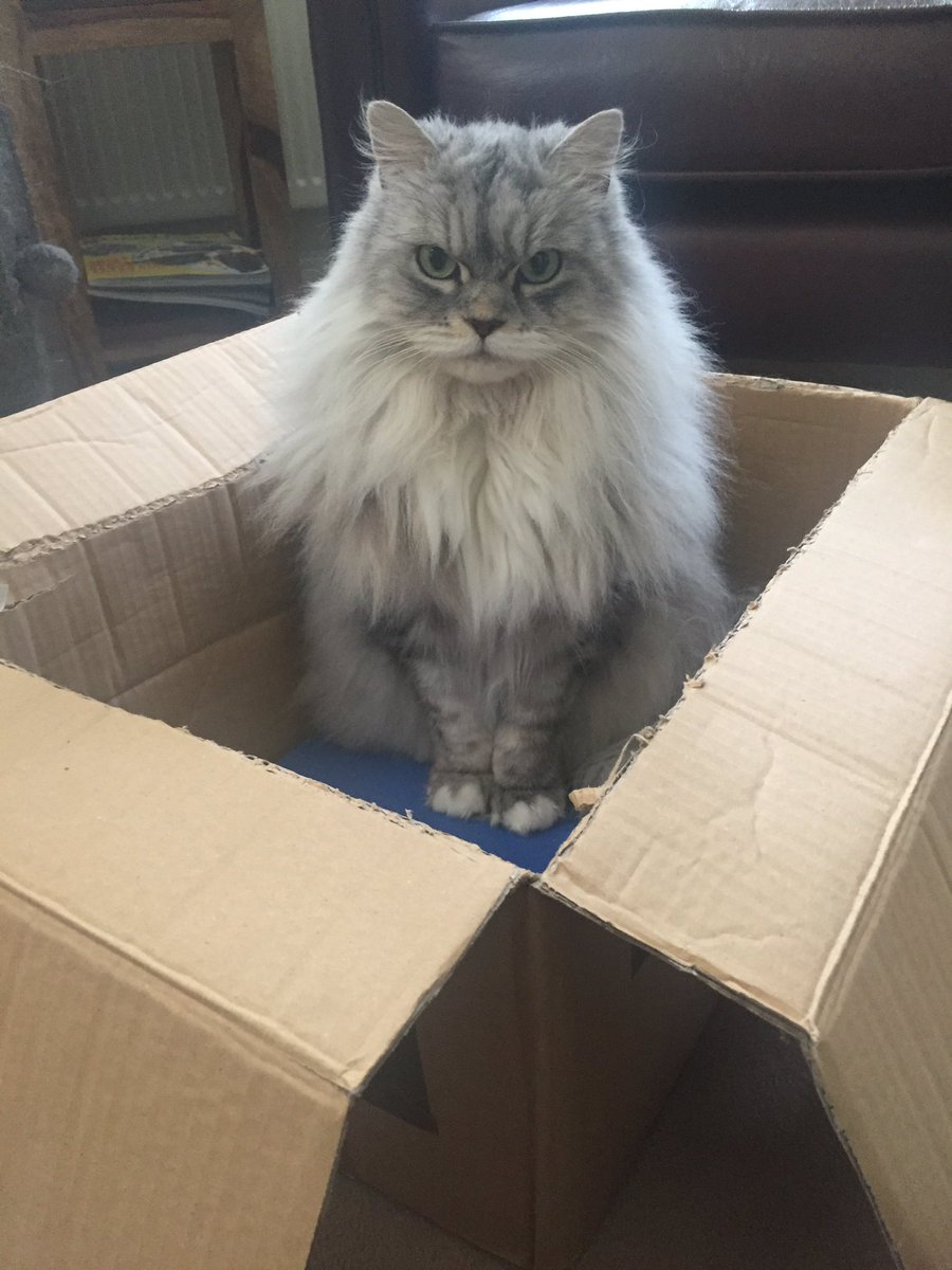 BerliozKitten's tweet photo. What do you mean this box isn't mine... All the boxes are mine. #boxcat #CatsOfTwitter https://t.co/rY7xhlhauT