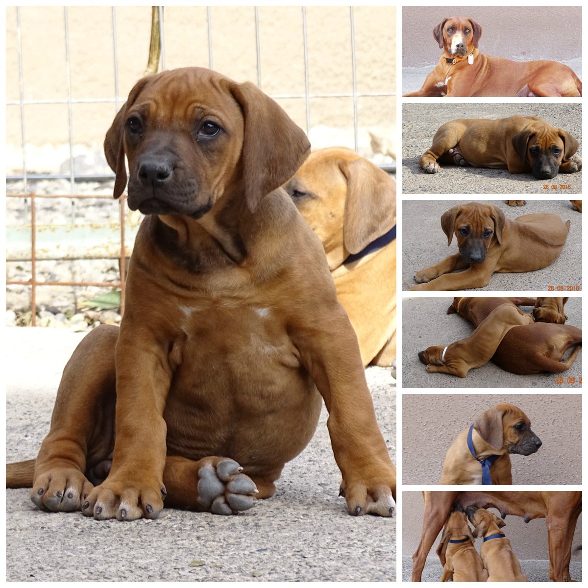 Cachorros Rhodesian Ridgeback (Rhodesianos) inscritos KCC a la venta en Chile, pregunte x acá 😉