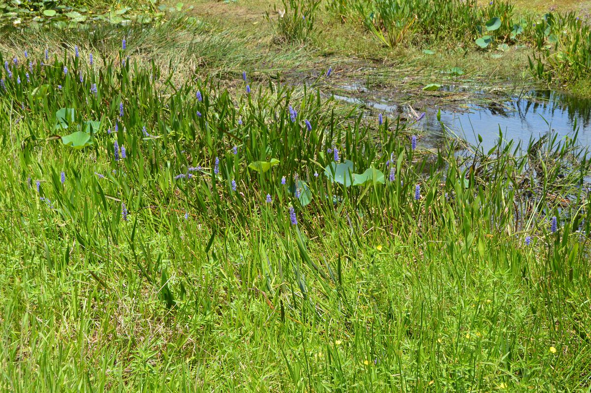 #DYK: The Everglades is the largest subtropical wilderness in the United States? #VisitFL #WildFlorida