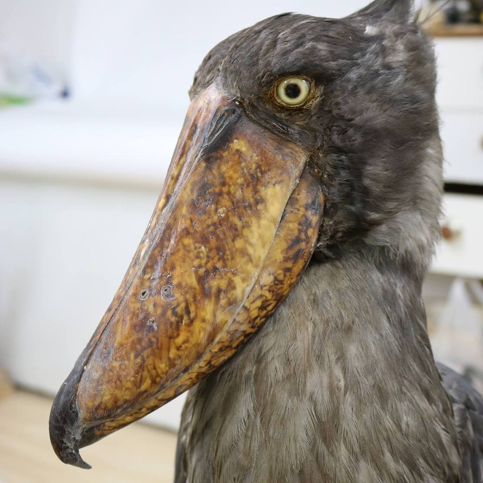 A Shoebill Stork with reproduction beak. Check out and like my facebook page for more pictures. #taxidermy