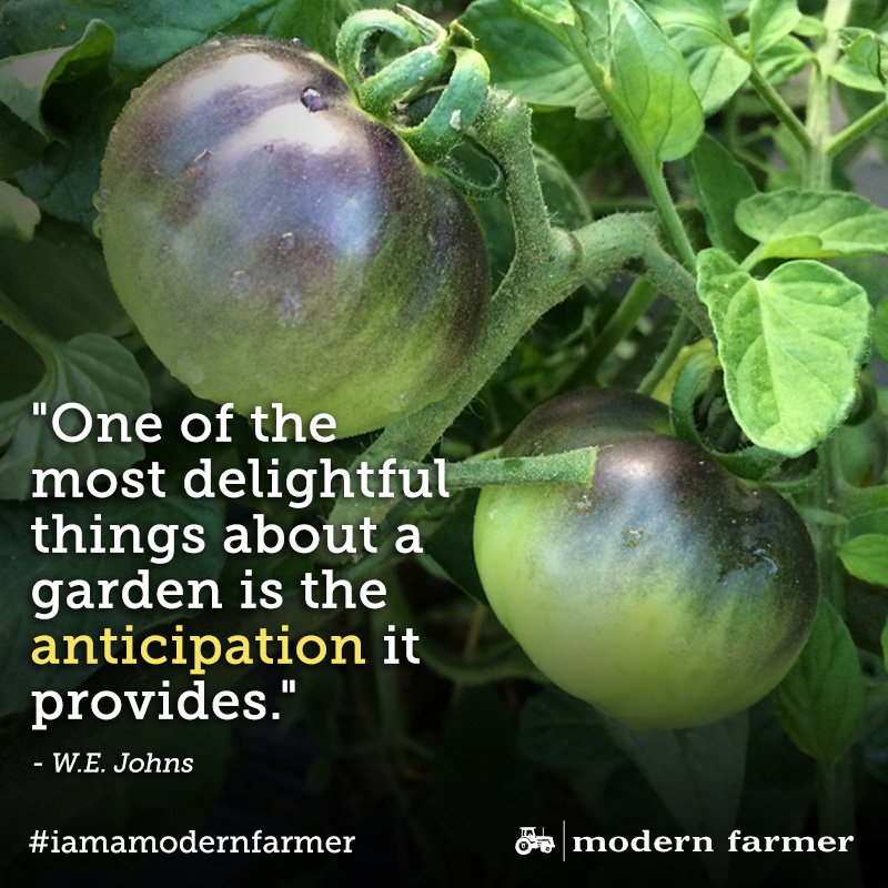 TrueGrade's tweet image. Every morning is a new adventure in the garden! This is so true!
#gardening #ThursdayThoughts