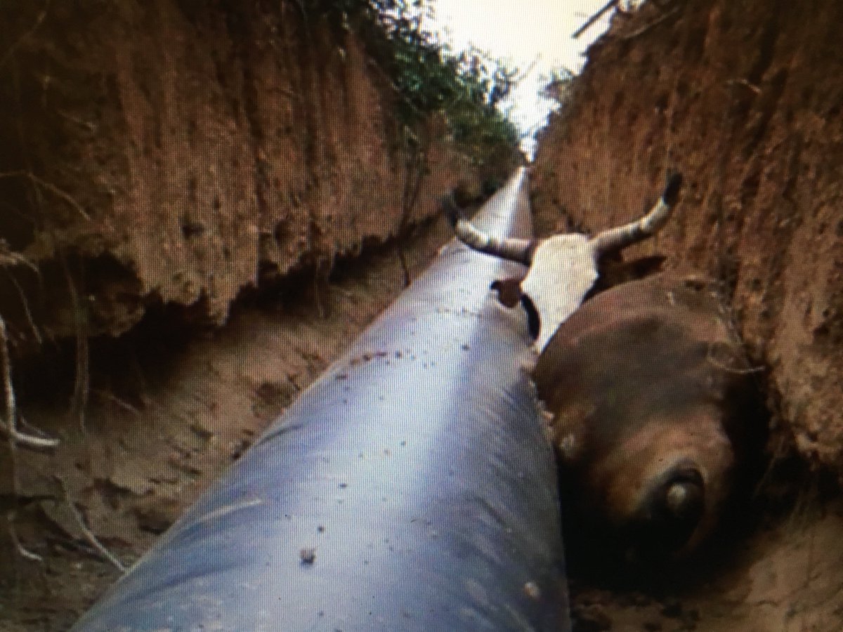 Barken's tweet photo. Abandono de las obras del Gasoducto del Noreste; animales que mueren atrapados en las fosas, campesinos muy tristes. https://t.co/9JRZSNZ46Y