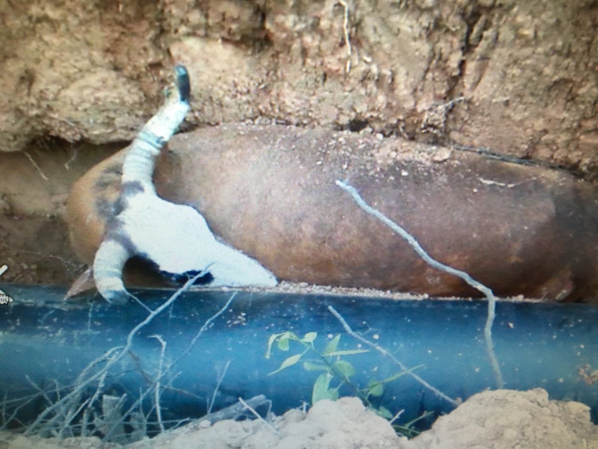 Barken's tweet photo. Abandono de las obras del Gasoducto del Noreste; animales que mueren atrapados en las fosas, campesinos muy tristes. https://t.co/9JRZSNZ46Y