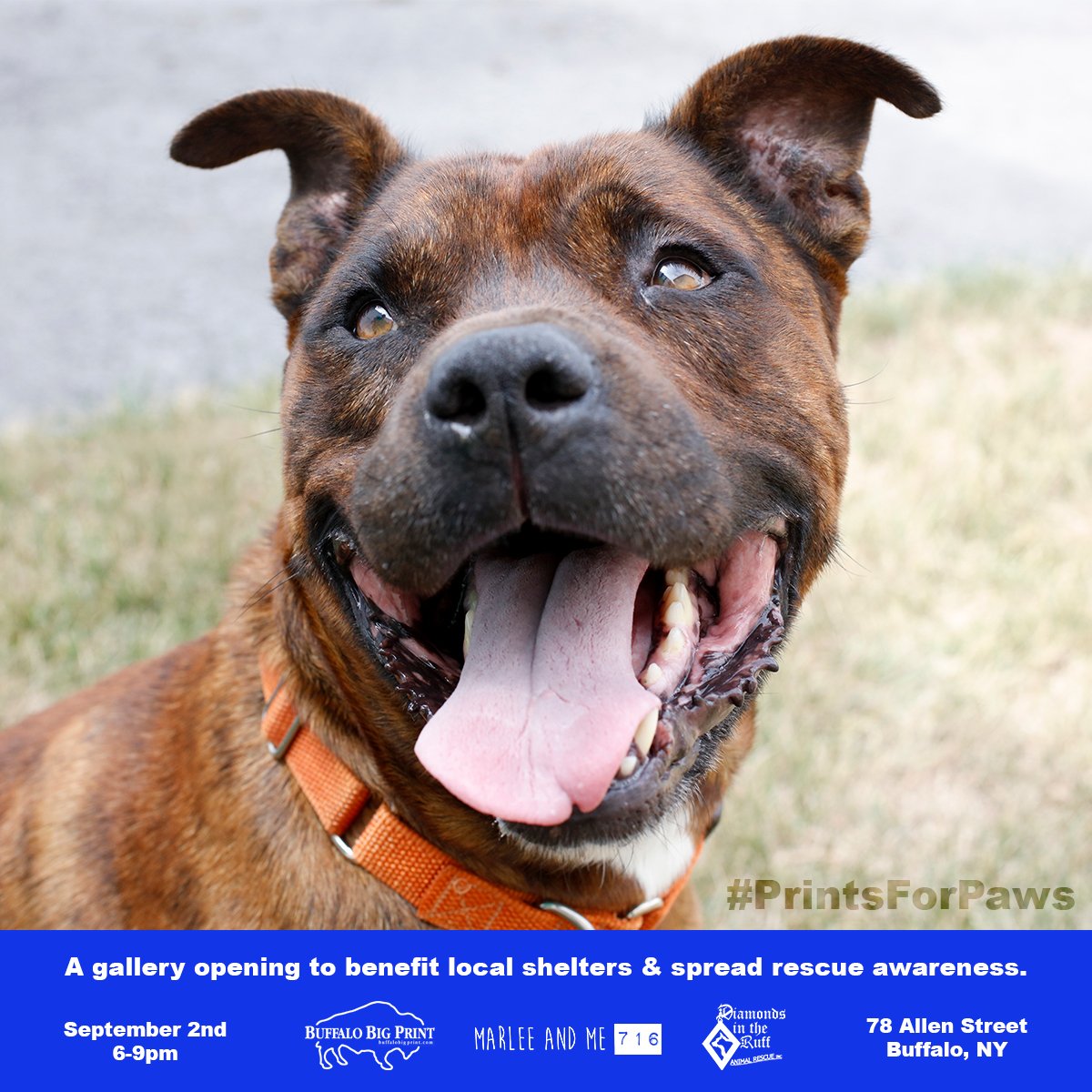 BuffaloBigPrint's tweet photo. Happy to announce we're teaming up w/ @DITRWNY for our #PrintsForPaws rescue dog fundraiser! https://t.co/e8EaIfkl9D https://t.co/PZ7pDpggMD