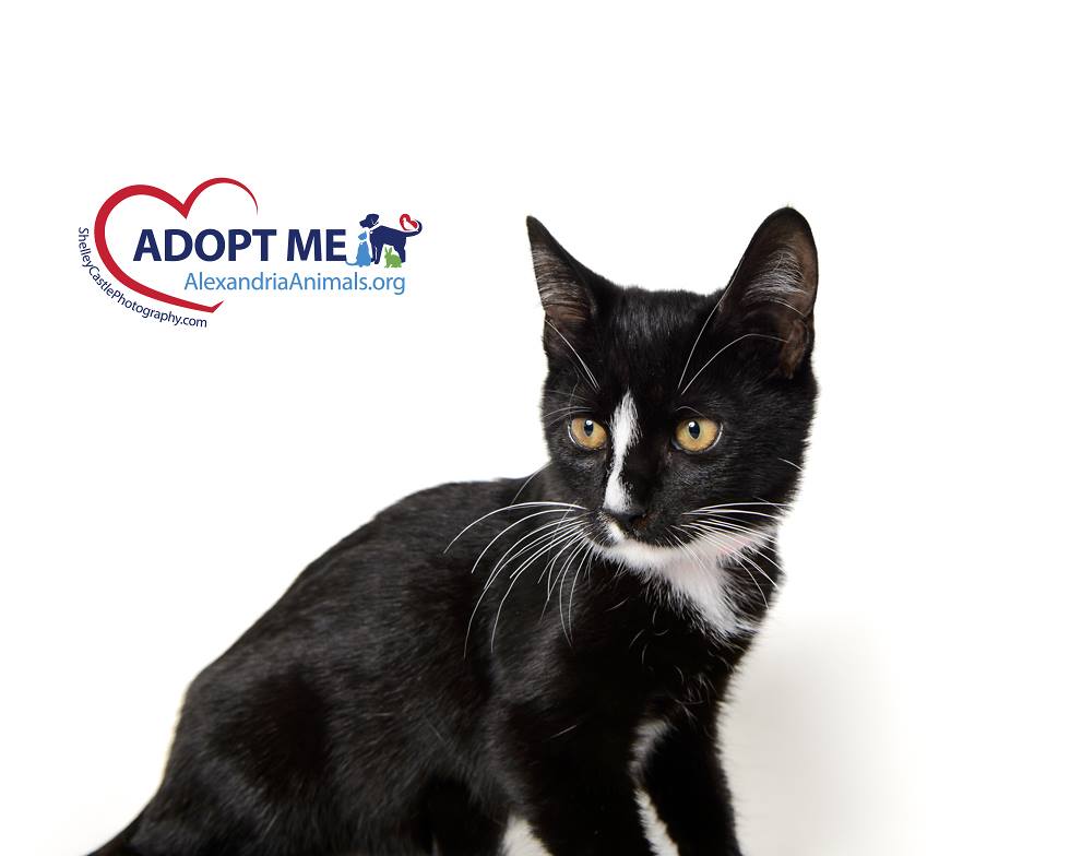 AlexAnimals's tweet photo. LACY loves to #play.  . . are you ready to #adopt? Come meet this sweet girl. https://t.co/PaNUQ8wQmH