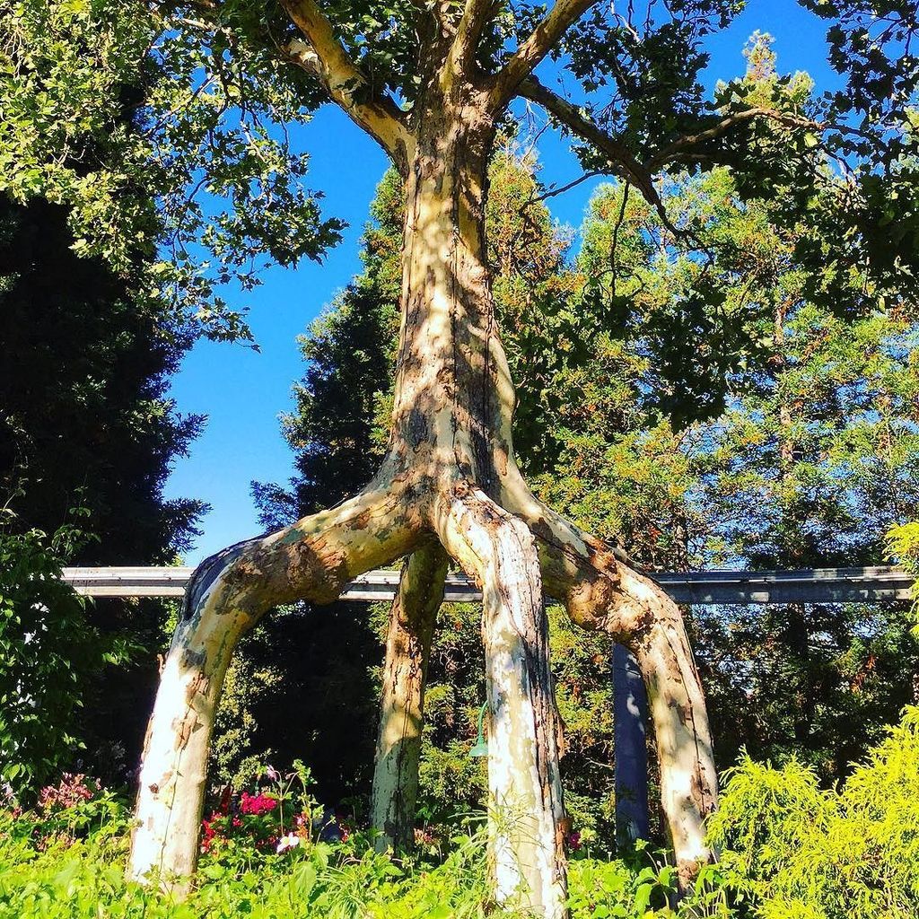 phvnk's tweet image. Four-Legged Giant…oldest of the #CircusTrees. #gilroygardens #latergram ift.tt/2aPCSzN