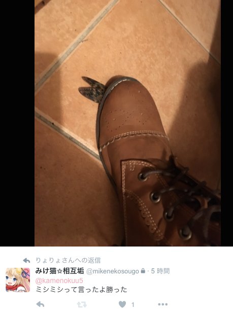 あるけみー Noriyukicas 女生主みけ猫さんが 生きてるセミを踏み潰して炎上してますがどう思いますか T Co Kimwx8u0nu T Co Huk1hffuig Twitter