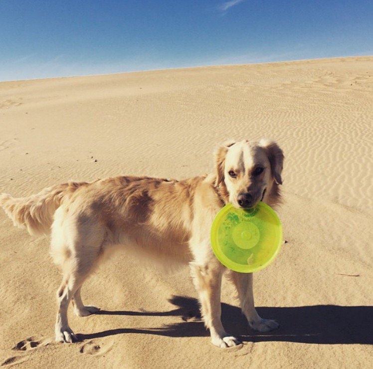 KittyHawkKites's tweet photo. Happy "Play in the Sand" day! Get out and enjoy this beautiful weather! #OuterBanks #OBX #Beach #SandyFun https://t.co/HrnT3L69u6