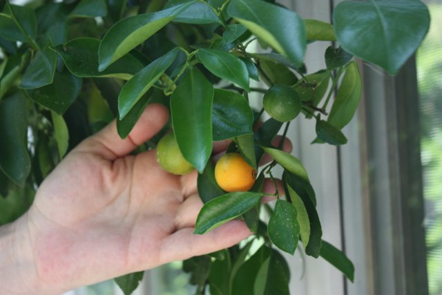 ModFarm's tweet image. Even if you don't live in California or Florida, you CAN grow citrus indoors. Here's how: ow.ly/mPgG3039EG9