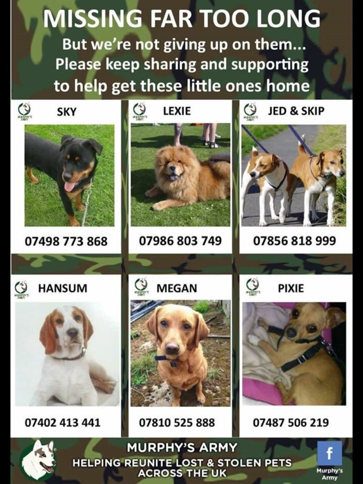 stop_pet_theft's tweet photo. π #MissingDogs #GetSkyHome #FindLexi #JedandSkip #FindHansum #FindMegan #FindPixie #StopPetTheft π https://t.co/5wDGqxMn6J