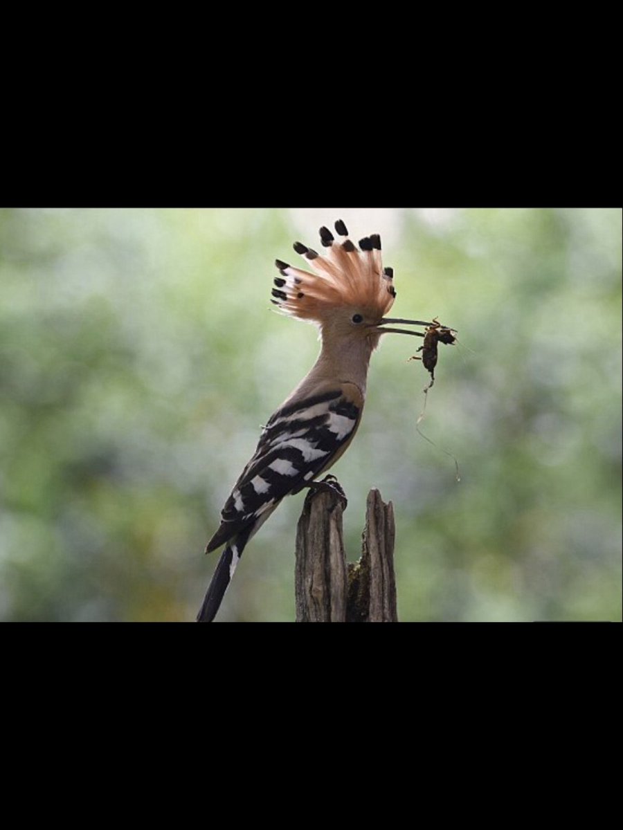 CoolmixOfficial's tweet photo. https://t.co/PfsxMSpGNW The twitchers' paradise where you can spot more than 60 species in one day #Travel #Coolm... https://t.co/nZsBJtOCVZ