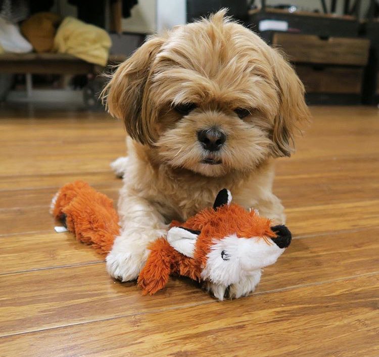 malachi_malek's tweet photo. @Kira_Lee_Ry and @_Caleb_Clarke_'s dog won't let me touch her toy fox. I just wanna play. https://t.co/w5chFU7Loq