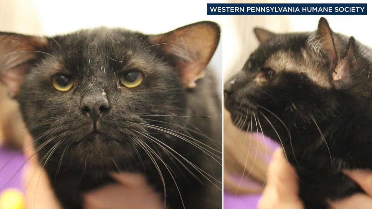 ABC7's tweet image. 4-eared cat named Batman finds forever home with Pennsylvania girl who loves superheroes abc7.la/2aML9lO