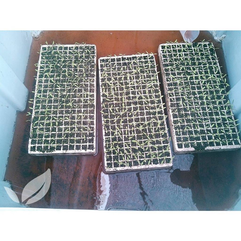 LabQuiver's tweet photo. Aplicación de #QuiverRaíz en plantulas para un excelente desarrollo radicular.
#Producci… https://t.co/VDBvw8NuLk https://t.co/oV4gLXubcW