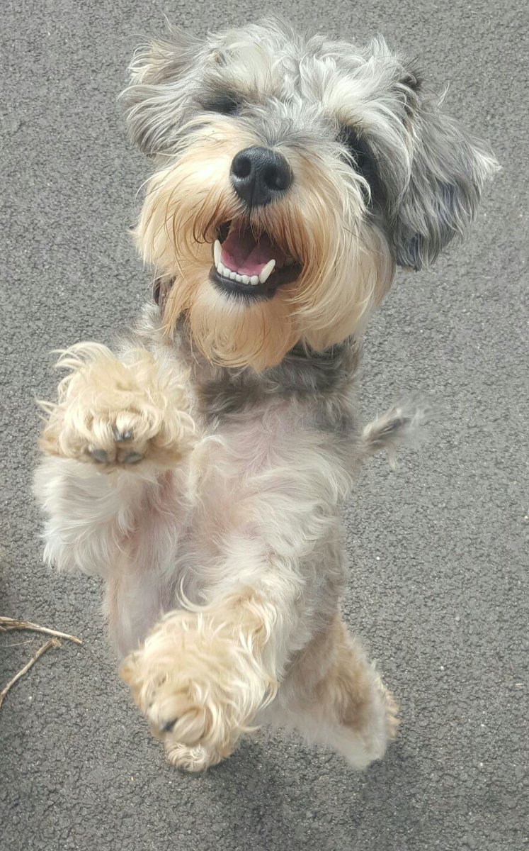 LisaJT85's tweet image. Can&apos;t wait to get home to this guy #kungfudog #dogsoftwitter #dogs