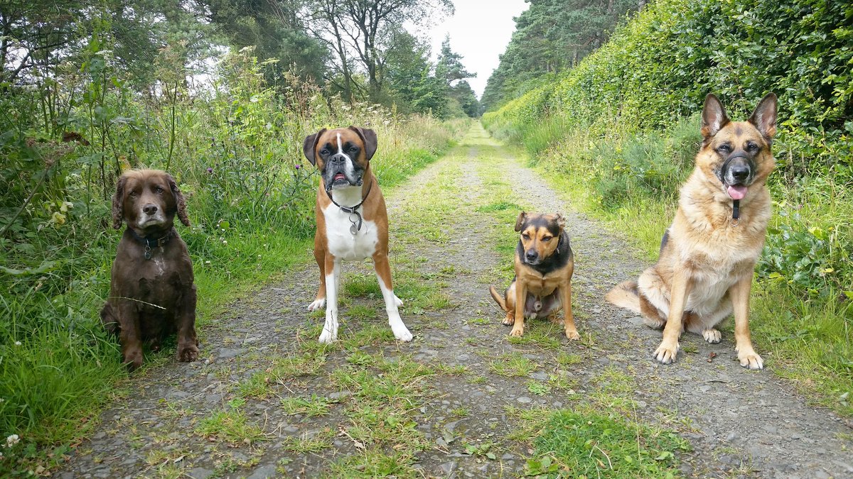 walkurdog1's tweet photo. Some of this week's adventures. #adventuresofadogwalker #dogsoftwitter #dogs #dogwalking https://t.co/lxO8ApJNc8