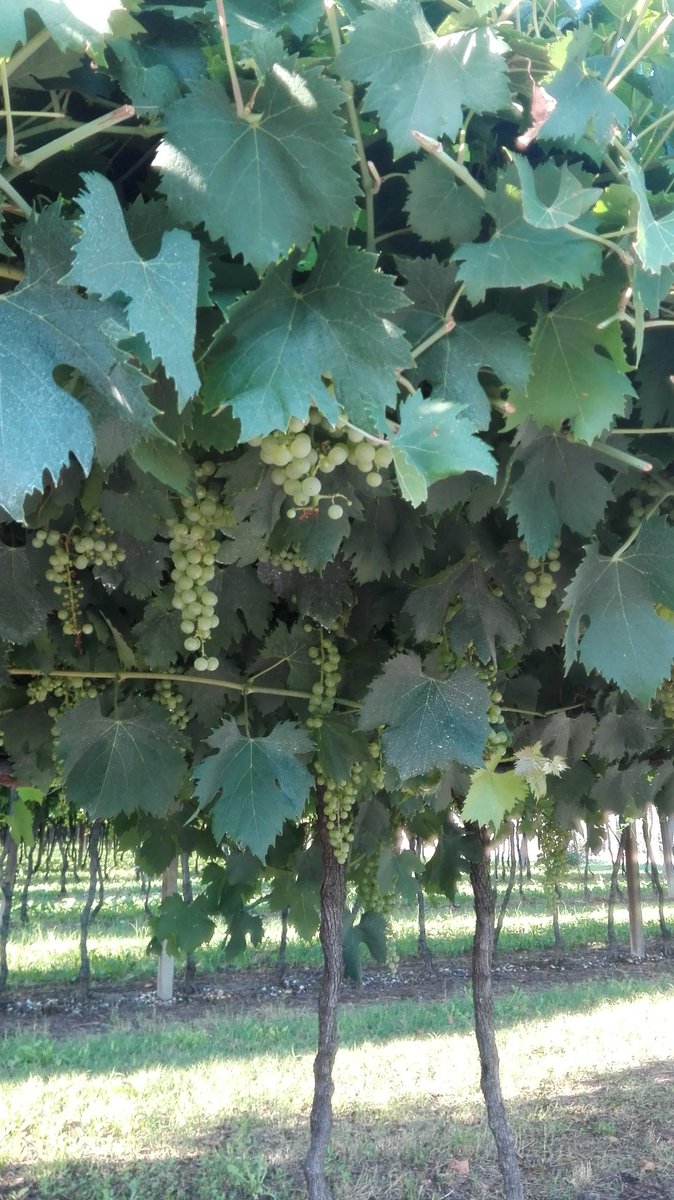 maral7527's tweet photo. Non vado sui monti con #polase ma vado a tutta nelle colline de #ilsoave 🍷 @CantinaDiSoave https://t.co/88httpXNpq